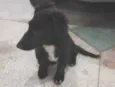 Neném
