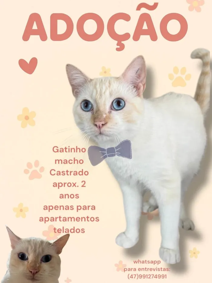 Gato ra a SRD-ViraLata idade 2 anos nome Joca