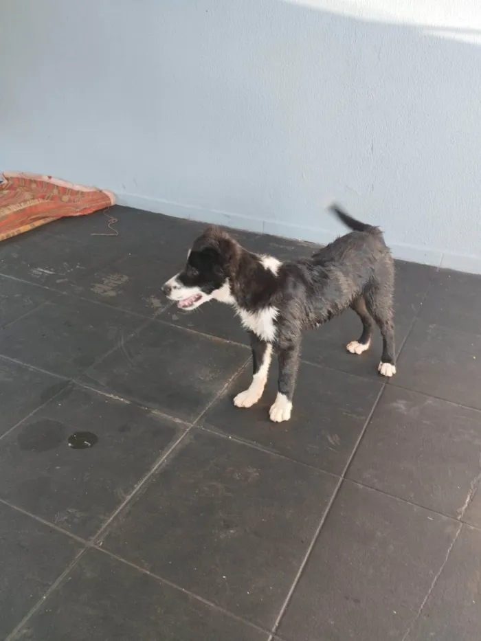 Cachorro ra a SRD-ViraLata idade 7 a 11 meses nome Luna