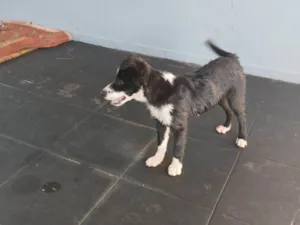 Cachorro raça SRD-ViraLata idade 7 a 11 meses nome Luna