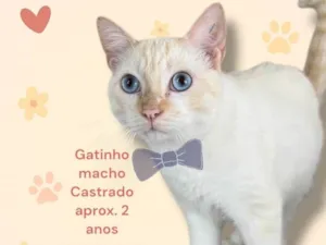 Gato raça SRD-ViraLata idade 2 anos nome Joca
