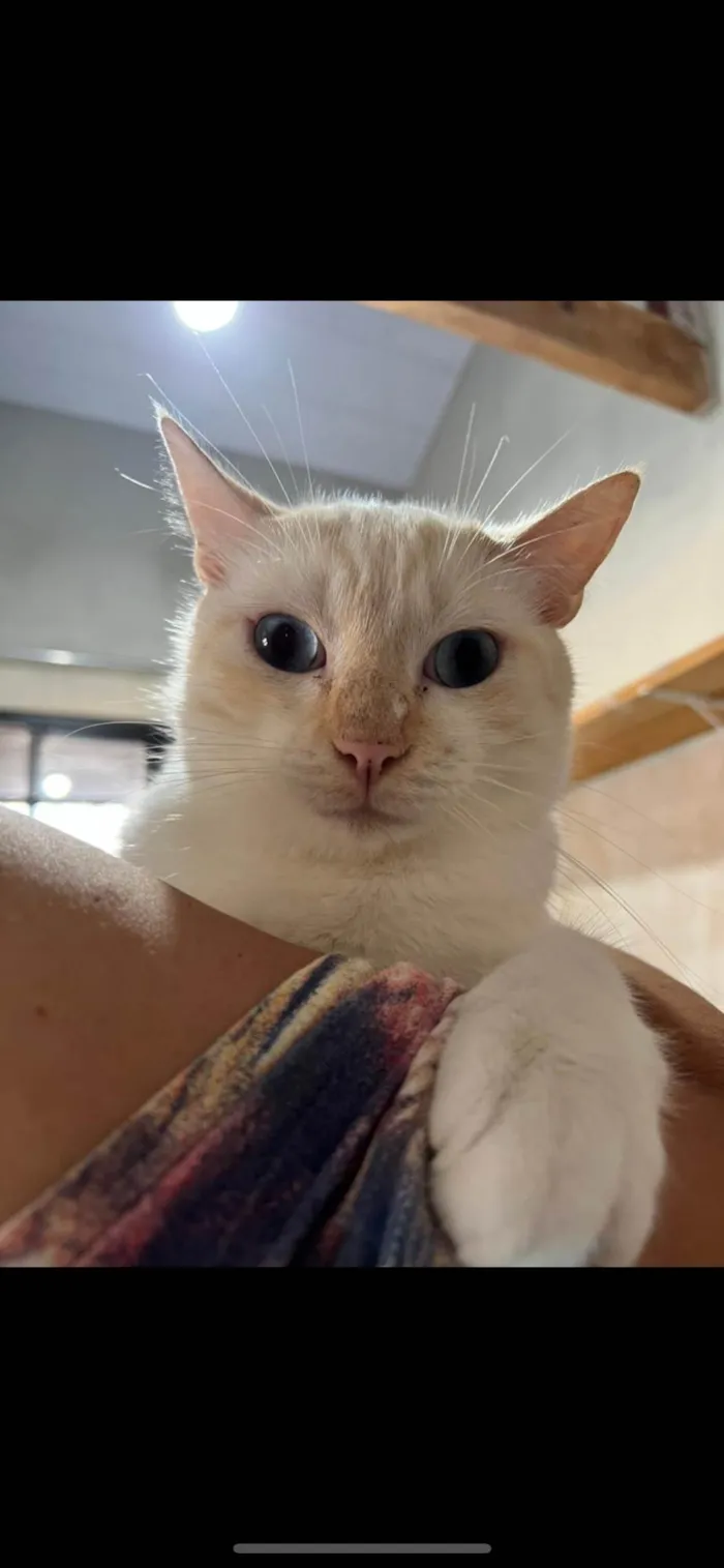 Gato ra a SRD-ViraLata idade 2 anos nome Joca