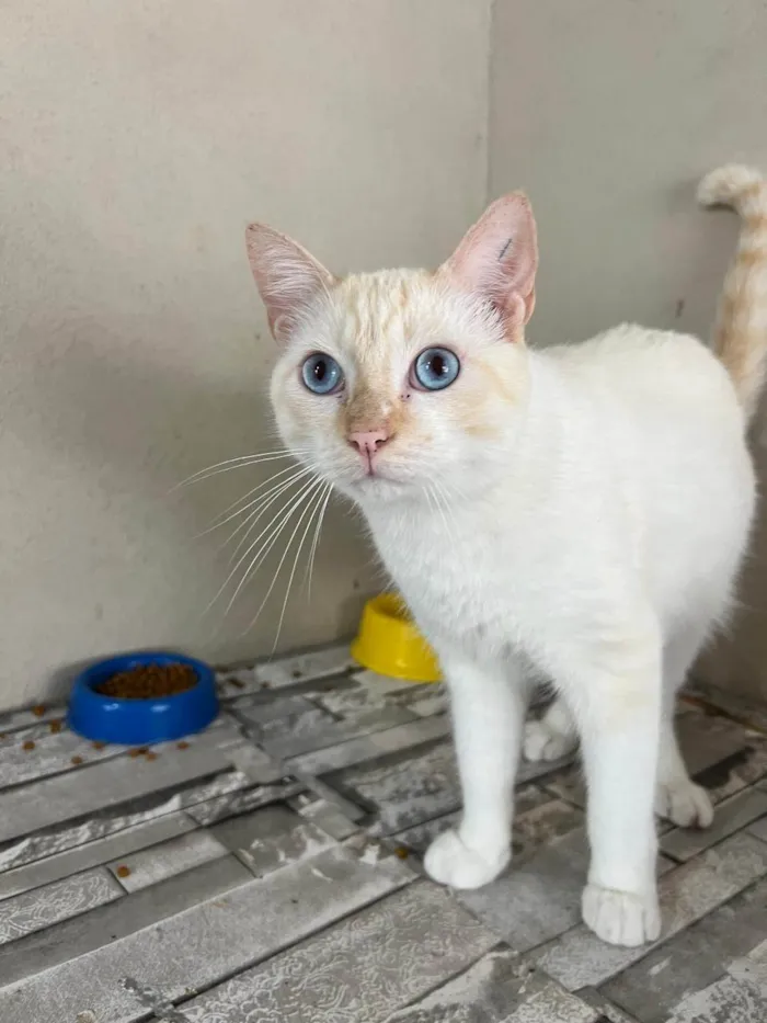 Gato ra a SRD-ViraLata idade 2 anos nome Joca