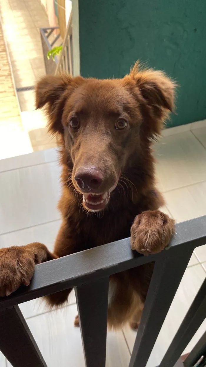 Cachorro ra a SRD-ViraLata idade 1 ano nome Oliver