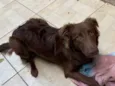 Oliver