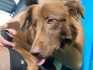 Cachorro raça SRD-ViraLata idade 1 ano nome Oliver