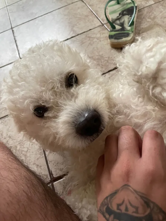 Cachorro ra a Poodle idade 4 anos nome Tony