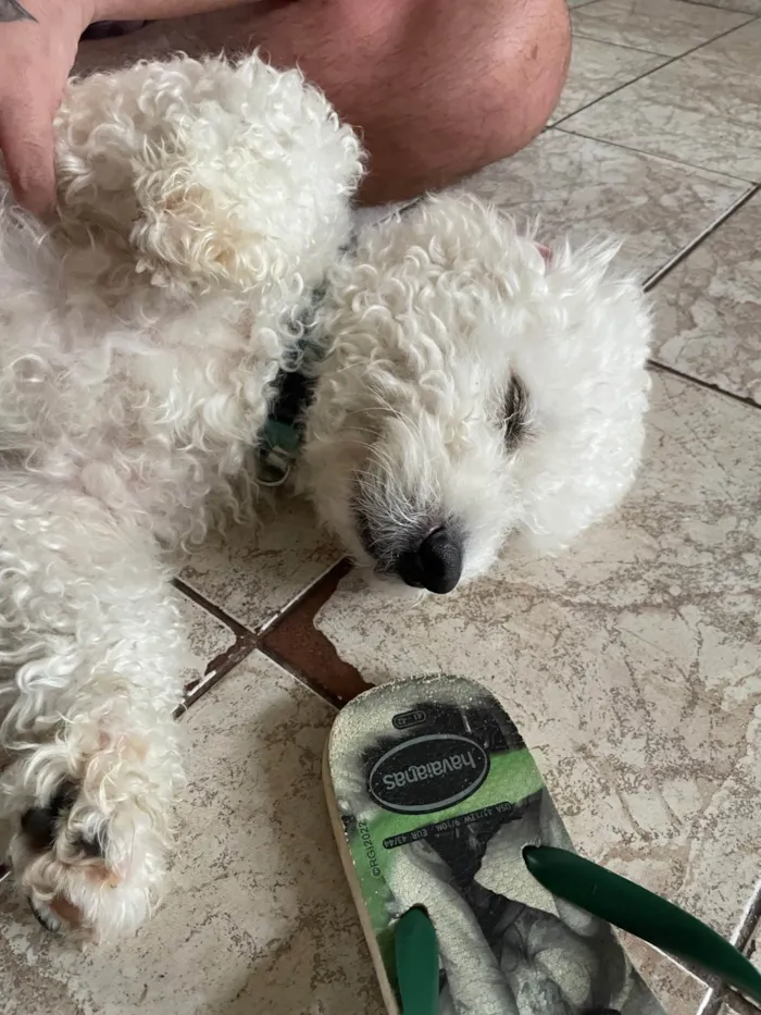 Cachorro ra a Poodle idade 4 anos nome Tony