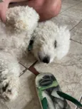 Tony