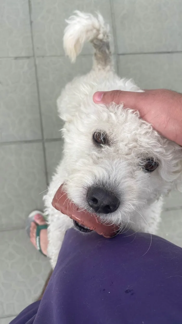 Cachorro ra a Poodle idade 4 anos nome Tony