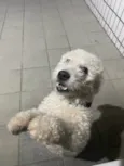 Tony