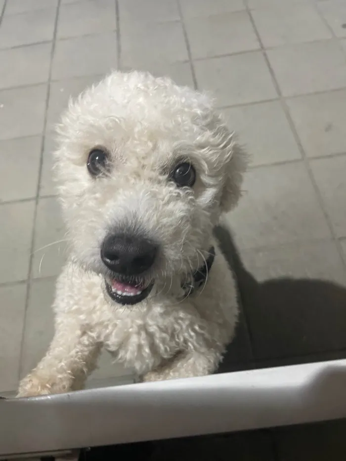 Cachorro ra a Poodle idade 4 anos nome Tony