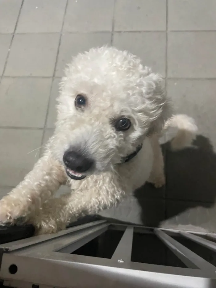 Cachorro ra a Poodle idade 4 anos nome Tony
