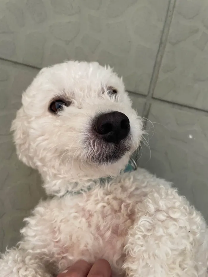 Cachorro ra a Poodle idade 4 anos nome Tony