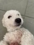 Tony