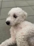 Tony