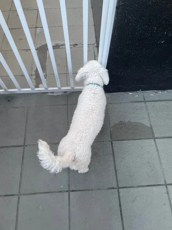 Cachorro ra a Poodle idade 4 anos nome Tony
