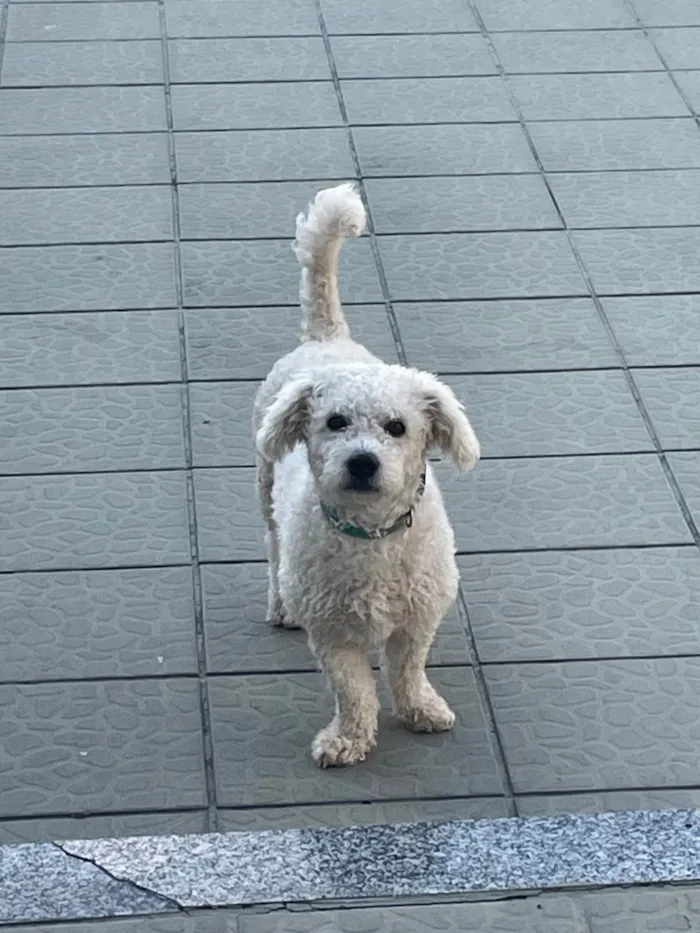 Cachorro ra a Poodle idade 4 anos nome Tony