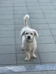 Tony