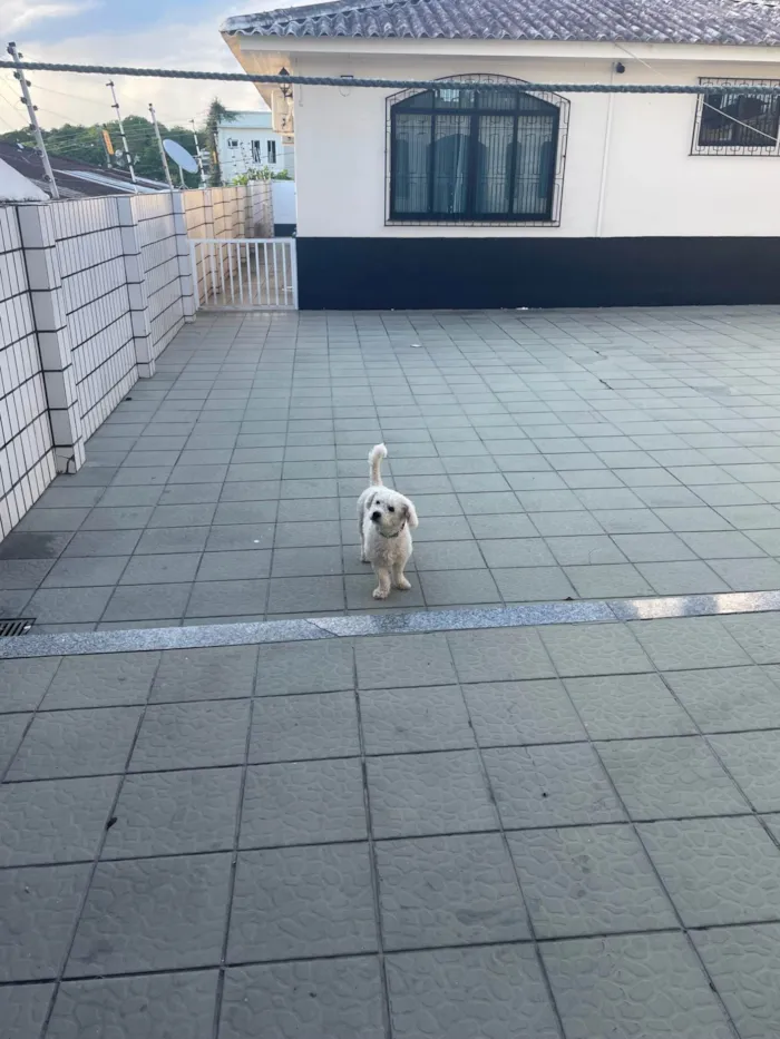 Cachorro ra a Poodle idade 4 anos nome Tony