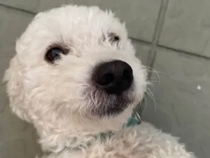 Cachorro raça Poodle idade 4 anos nome Tony