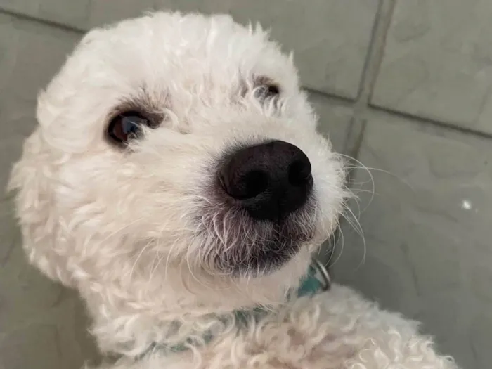Cachorro ra a Poodle idade 4 anos nome Tony