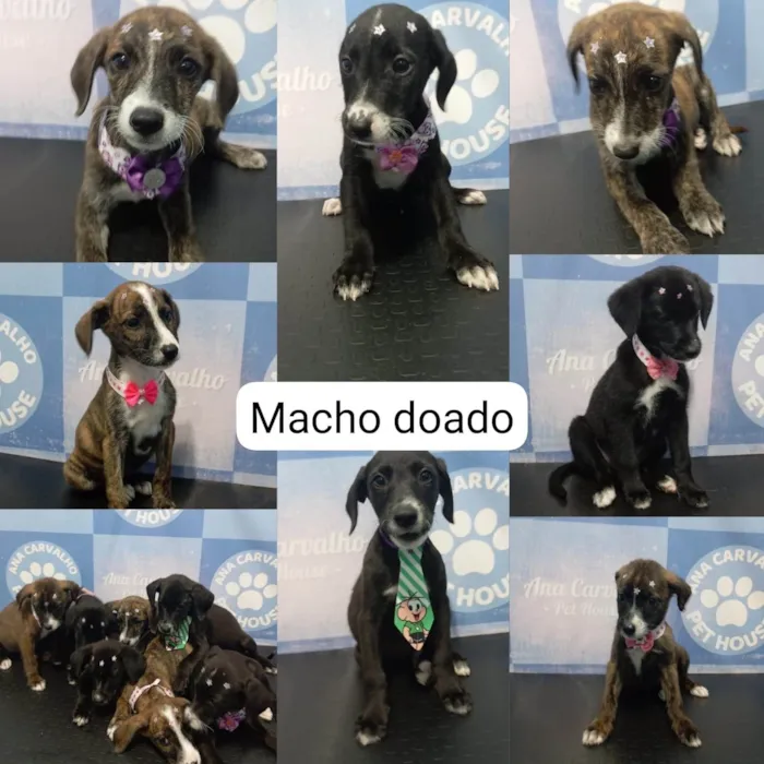Cachorro ra a SRD-ViraLata idade Abaixo de 2 meses nome Sem nome 