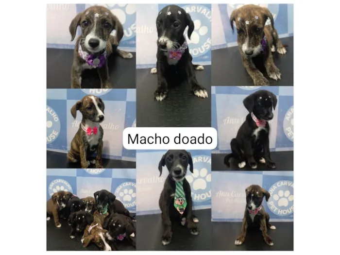 Cachorro ra a SRD-ViraLata idade Abaixo de 2 meses nome Sem nome 