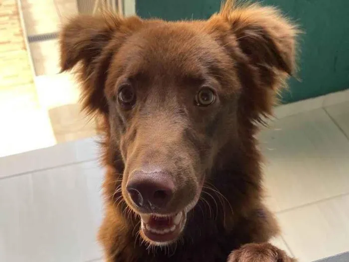 Cachorro ra a SRD-ViraLata idade 1 ano nome Oliver