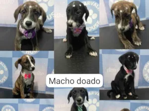 Cachorro raça SRD-ViraLata idade Abaixo de 2 meses nome Sem nome 