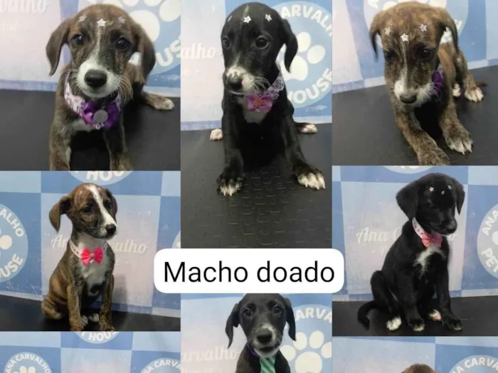 Cachorro ra a SRD-ViraLata idade Abaixo de 2 meses nome Sem nome 