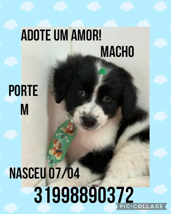 Cachorro ra a SRD-ViraLata idade Abaixo de 2 meses nome Theo