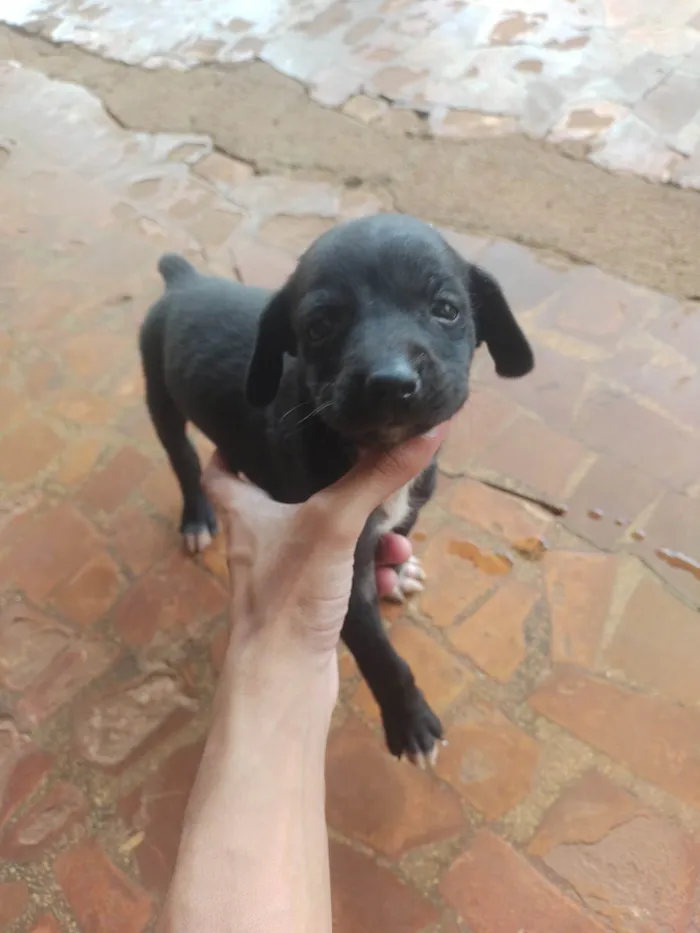 Cachorro ra a SRD-ViraLata idade Abaixo de 2 meses nome Não coloquei nome