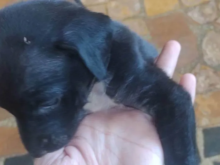 Cachorro ra a SRD-ViraLata idade Abaixo de 2 meses nome Não coloquei nome