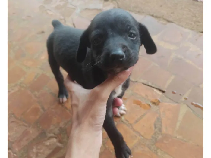 Cachorro ra a SRD-ViraLata idade Abaixo de 2 meses nome Não coloquei nome
