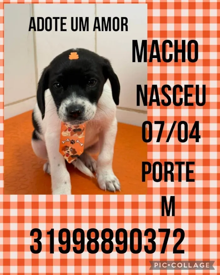 Cachorro ra a SRD-ViraLata idade Abaixo de 2 meses nome Miguel