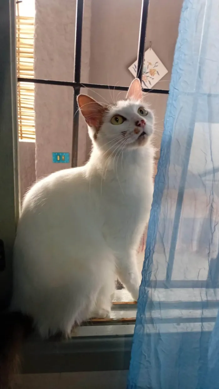 Gato ra a SRD-ViraLata idade 2 anos nome Meisy