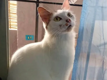 Gato raça SRD-ViraLata idade 2 anos nome Meisy