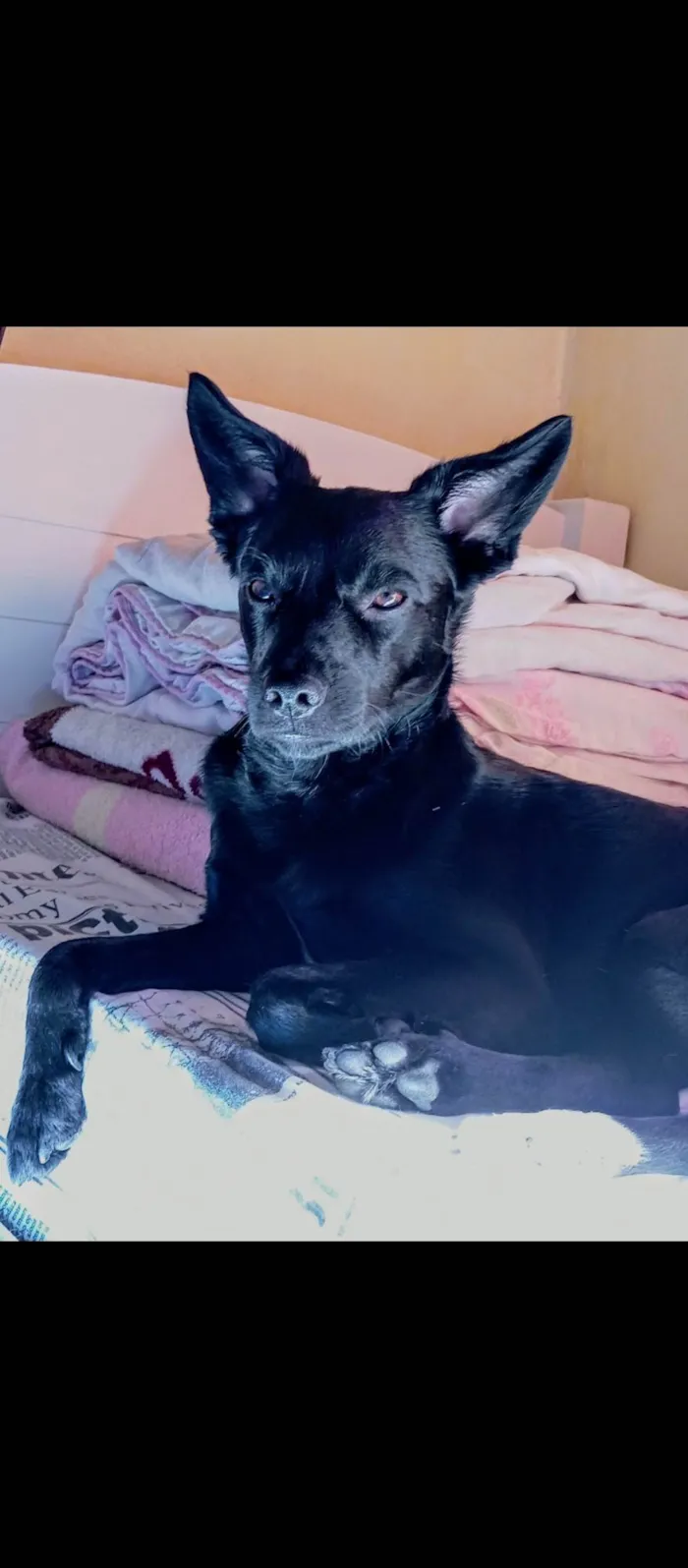 Cachorro ra a SRD-ViraLata idade 2 anos nome Pretinho 