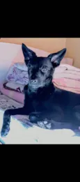 Pretinho