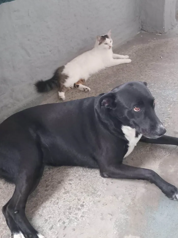 Gato ra a SRD-ViraLata idade 2 anos nome Meisy