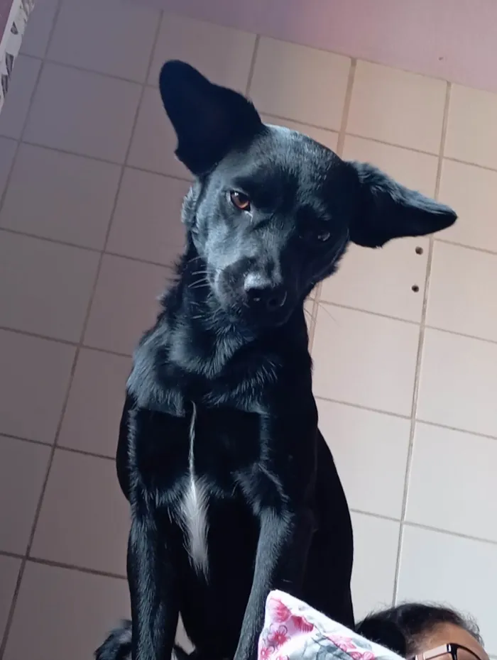 Cachorro ra a SRD-ViraLata idade 2 anos nome Pretinho 