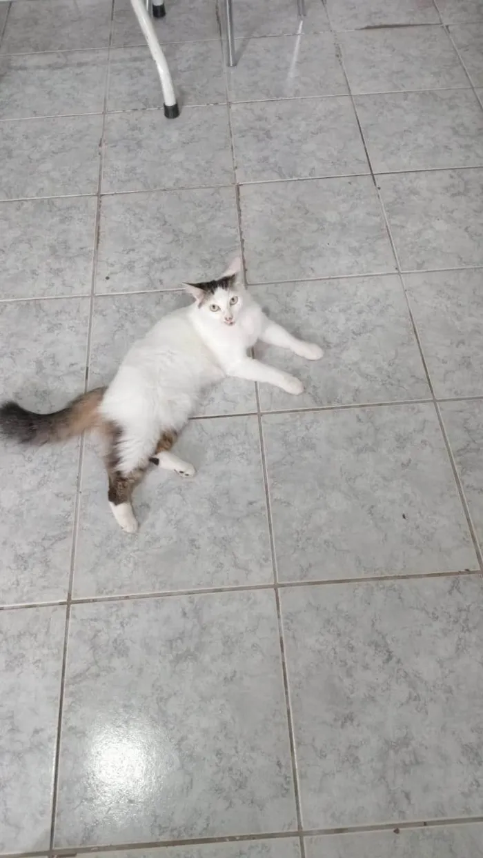 Gato ra a SRD-ViraLata idade 2 anos nome Meisy
