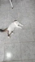 Meisy