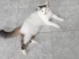 Meisy