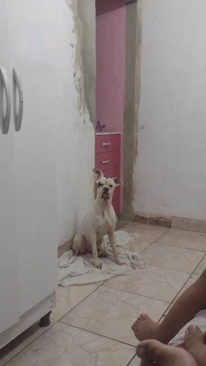 Cachorro ra a Boxer idade 5 anos nome Vênus