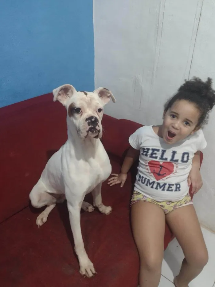 Cachorro ra a Boxer idade 5 anos nome Vênus