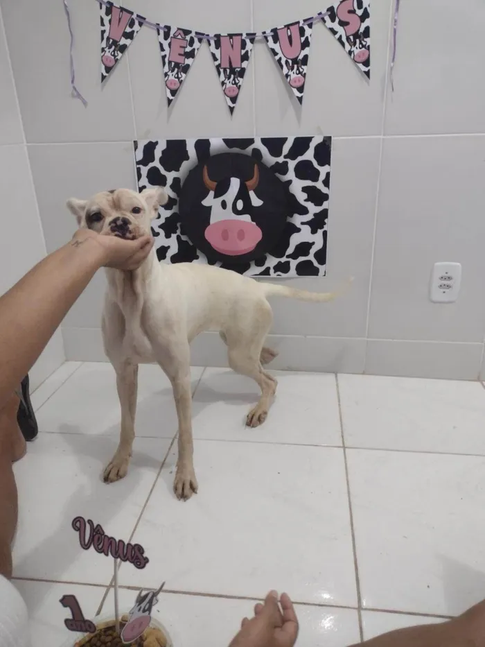 Cachorro ra a Boxer idade 5 anos nome Vênus