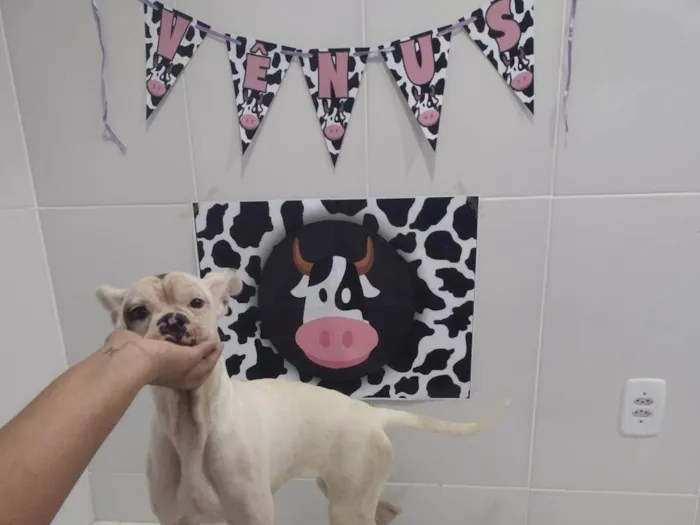 Cachorro ra a Boxer idade 5 anos nome Vênus