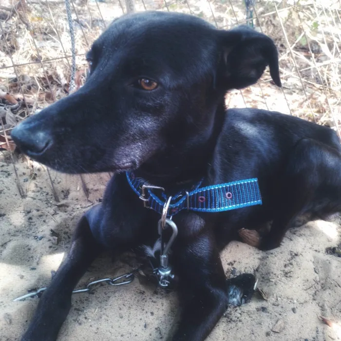 Cachorro ra a SRD-ViraLata idade 1 ano nome Bob